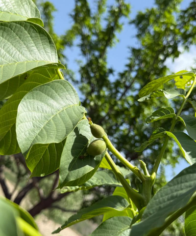 小众送妈妈的花有哪些花