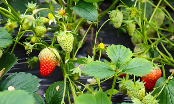 小众送妈妈的花有哪些花