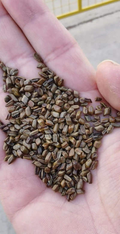 2024年决明子多少钱一斤