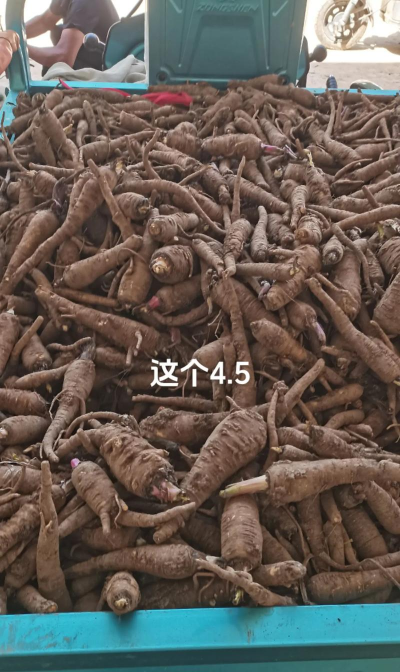 2024年白芷多少钱一斤