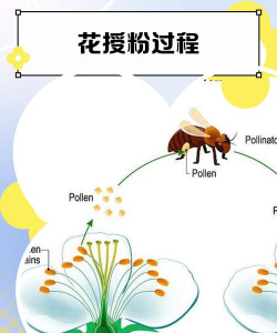 花的传粉方式有哪四种 花的传粉方式有哪四种