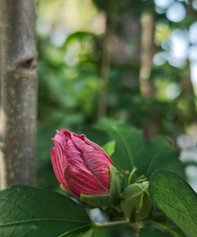 小众送妈妈的花有哪些花