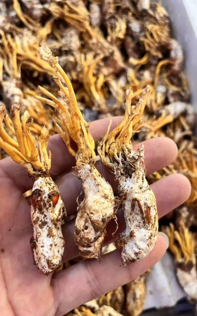 小众送妈妈的花有哪些花