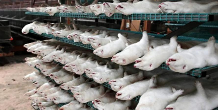 小众送妈妈的花有哪些花