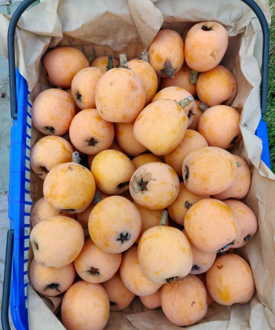 2024年枇杷多少钱一斤