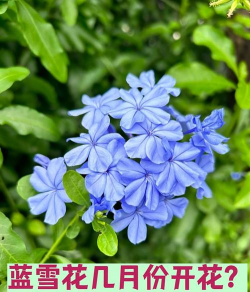 小众送妈妈的花有哪些花