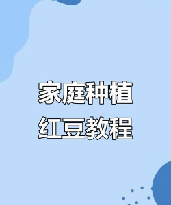 红豆怎么种