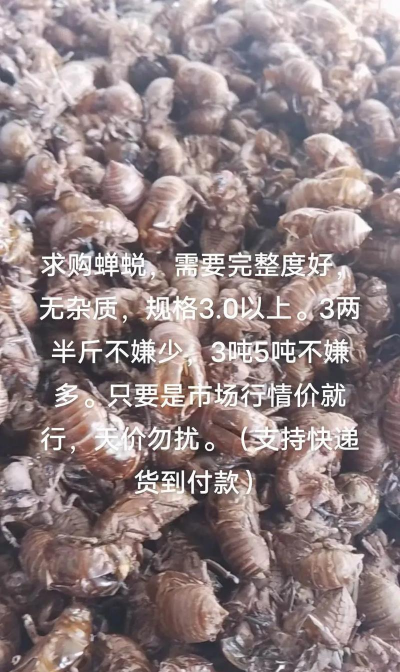 2024年蝉蜕多少钱一斤