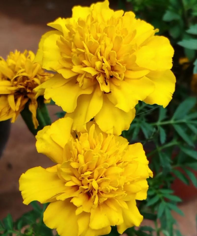 小众送妈妈的花有哪些花