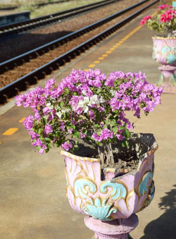 小众送妈妈的花有哪些花