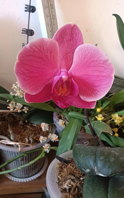 小众送妈妈的花有哪些花