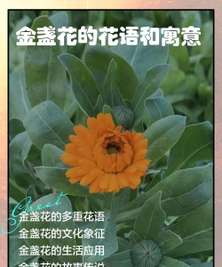 金盏花花语