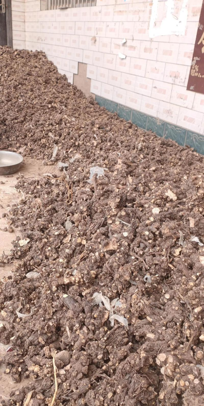 2024年苍术多少钱一斤