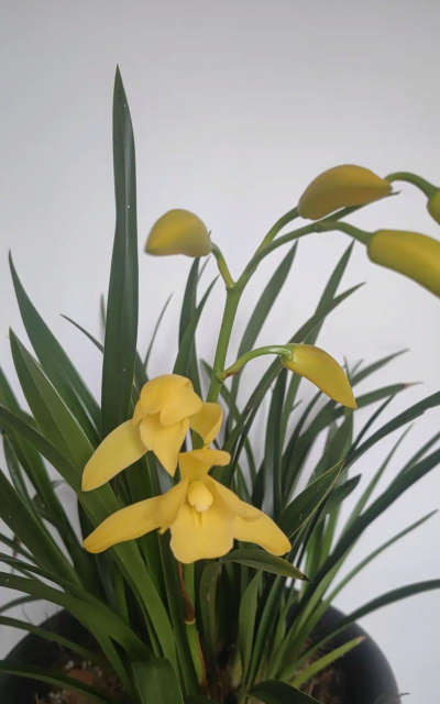 小众送妈妈的花有哪些花