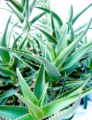 小众送妈妈的花有哪些花