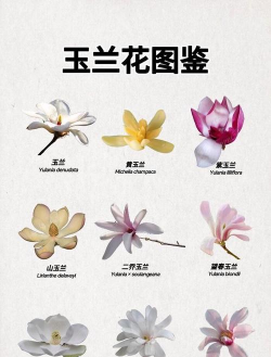 小众送妈妈的花有哪些花