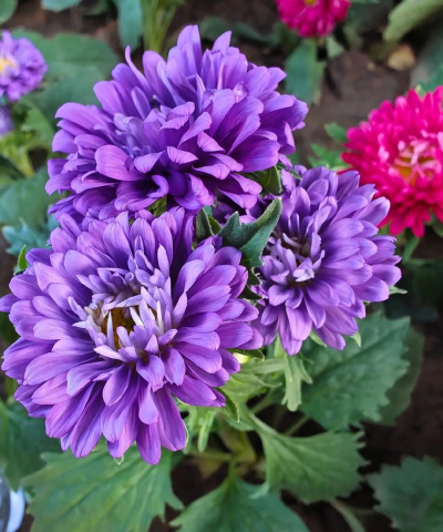 小众送妈妈的花有哪些花