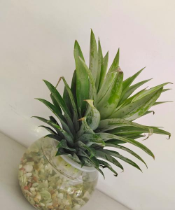 小众送妈妈的花有哪些花