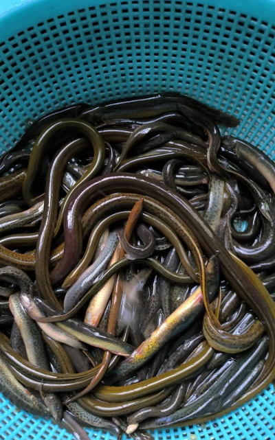 小众送妈妈的花有哪些花