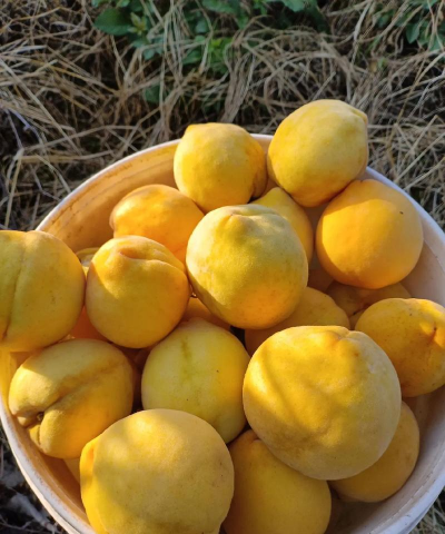 2024年黄桃多少钱一斤