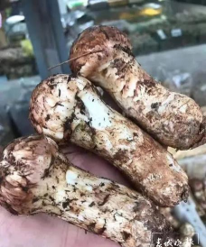 小众送妈妈的花有哪些花