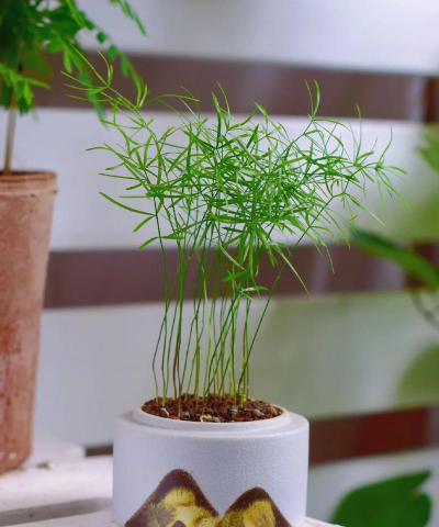 小众送妈妈的花有哪些花