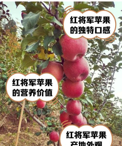 红将军苹果的栽培方法和注意事项