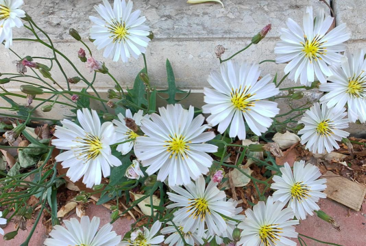 苦菜在什么时候开花