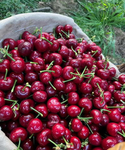 2024年美早樱桃多少钱一斤