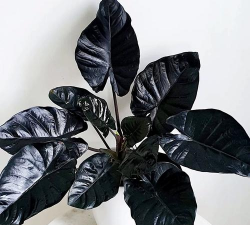 小众送妈妈的花有哪些花