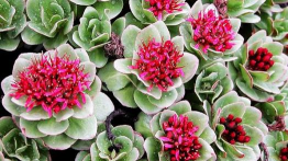 2024年红景天多少钱一斤