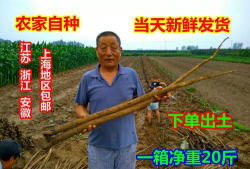 2024年牛蒡根多少钱一斤