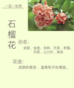 小众送妈妈的花有哪些花