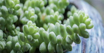 小众送妈妈的花有哪些花