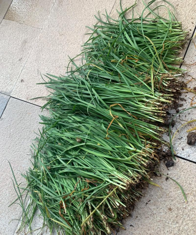 小众送妈妈的花有哪些花