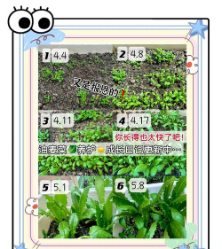 油麦菜的种植时间和方法