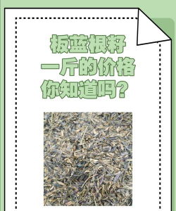 2024年板蓝根多少钱一斤