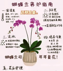 小众送妈妈的花有哪些花