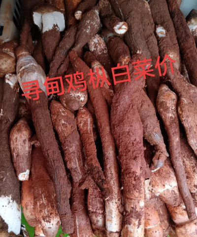 2024年鸡枞菌多少钱一斤