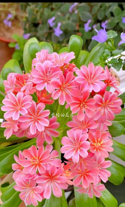 小众送妈妈的花有哪些花