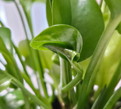 小众送妈妈的花有哪些花