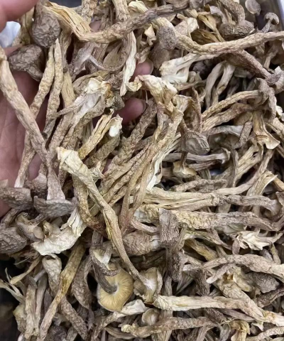 2024年鹿茸菌多少钱一斤