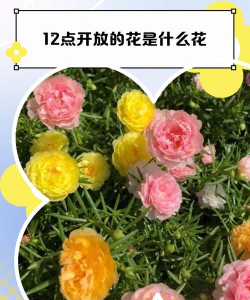 小众送妈妈的花有哪些花