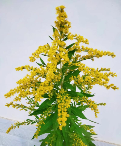 小众送妈妈的花有哪些花