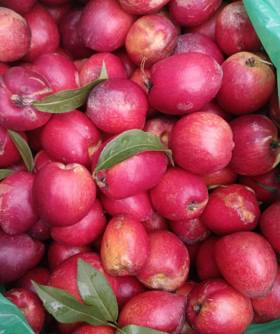 2024年油桃多少钱一斤