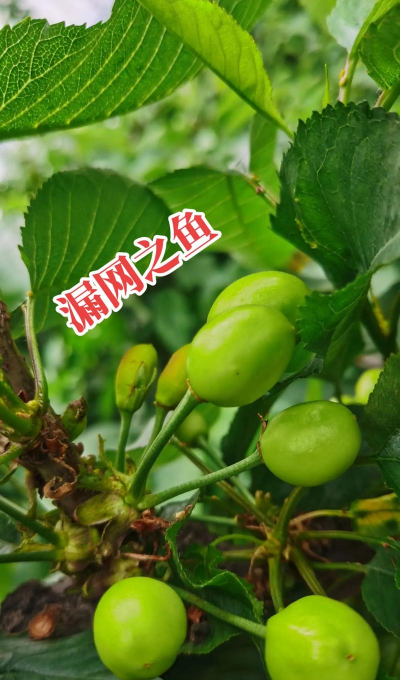 小众送妈妈的花有哪些花