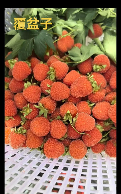 2024年覆盆子多少钱一斤