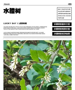 小众送妈妈的花有哪些花