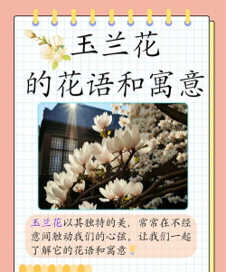 玉兰花的花语