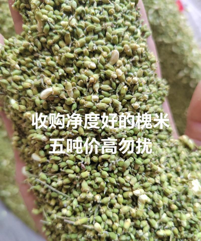 2024年槐米多少钱一斤